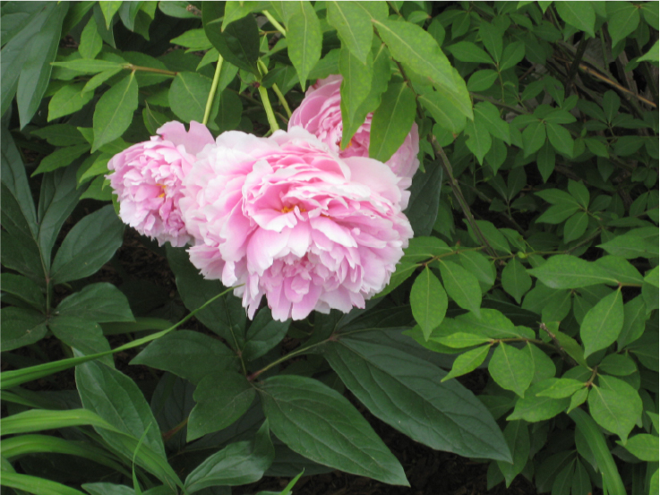 Spring Fever As A Writer